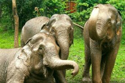 boon lot elephant sanctuary sukhothai thailand