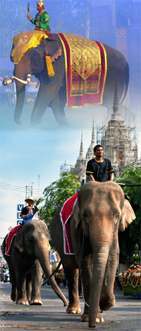 surin elephant festival