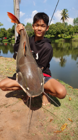 Amazon redtail catfish