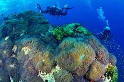 Scuba diving in Chumphon